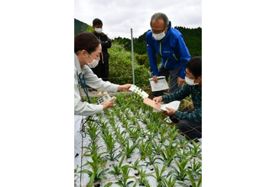 旧盆出荷に向けて生育状況を確認する参加者