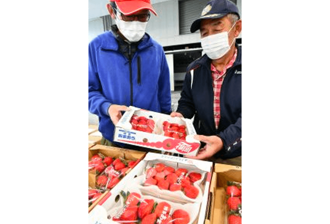 イチゴ「博多あまおう」の出来映えを確認する生産者ら