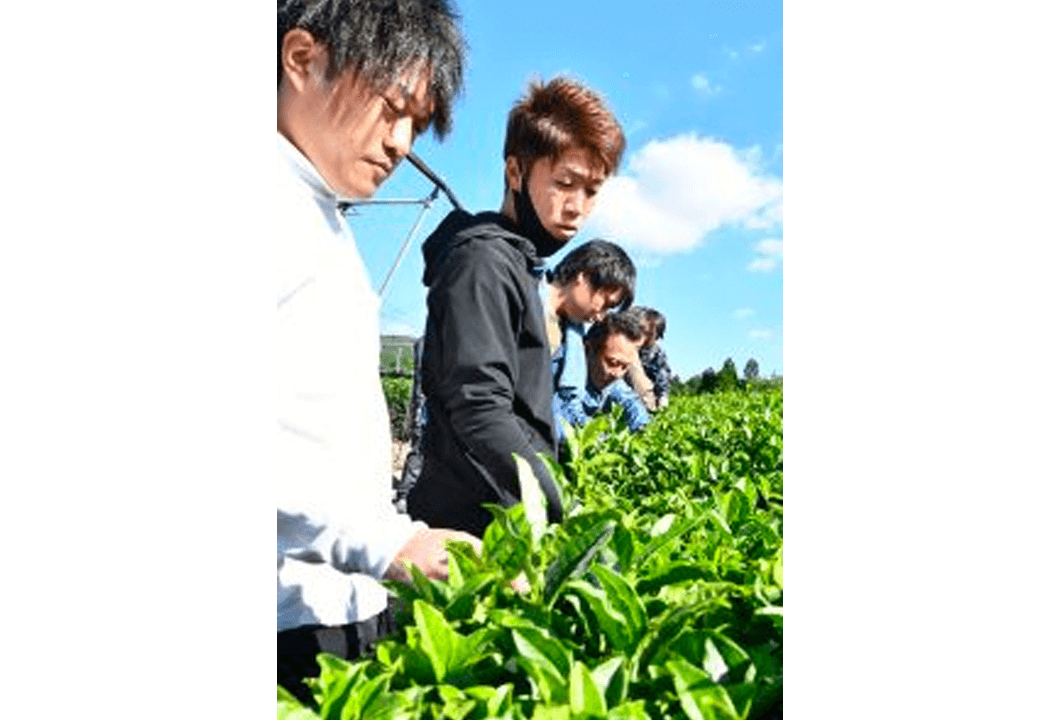 手で触れながら茶園を確認する参加者