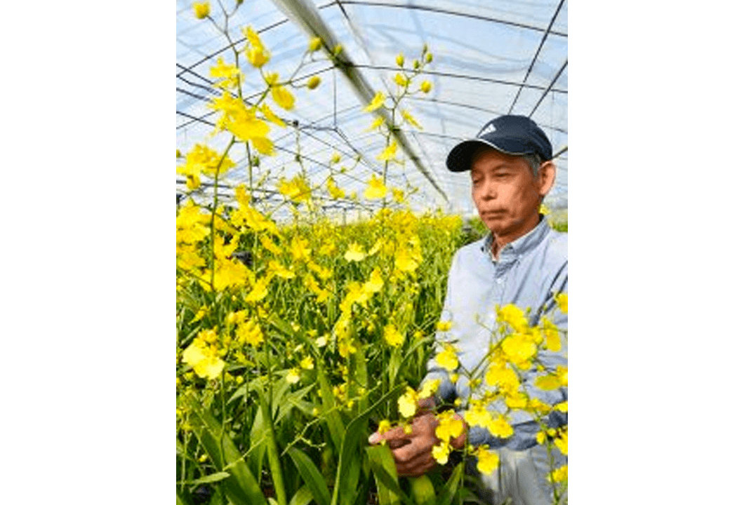 「ハニードロップ」を収穫する西村部会長