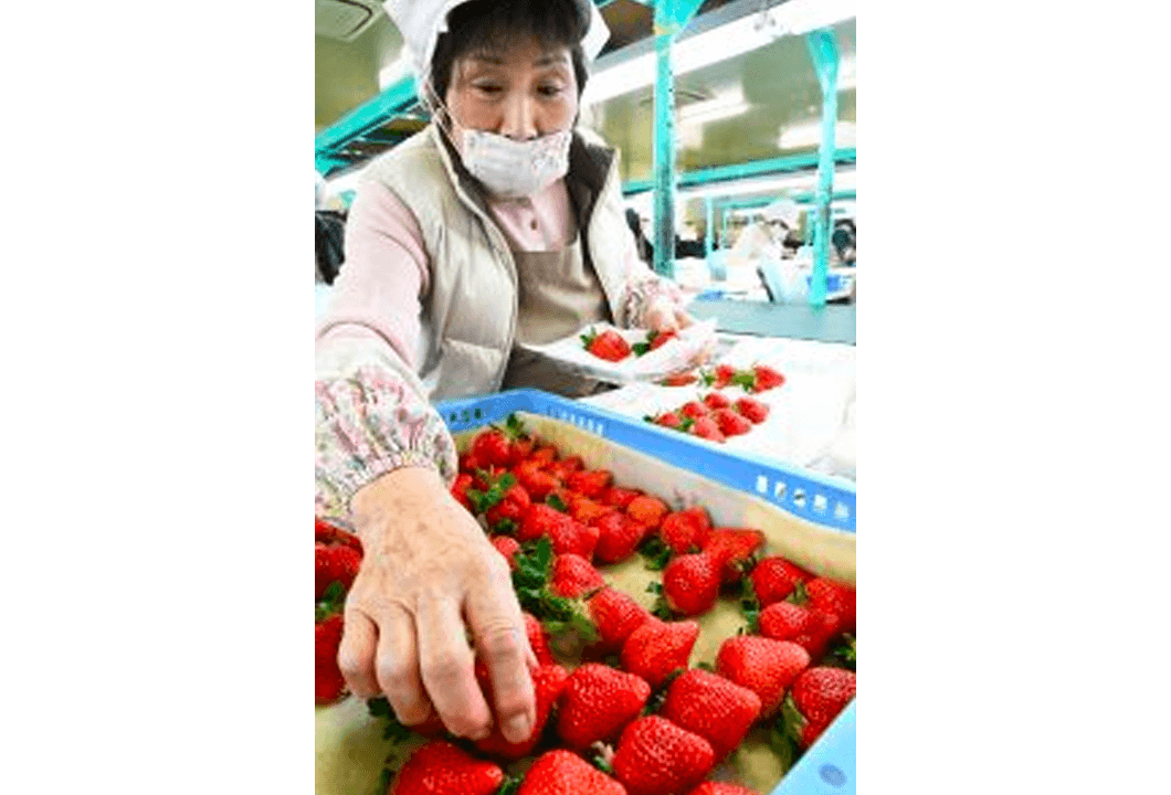 作業員によってパック詰めされるイチゴ「博多あまおう」