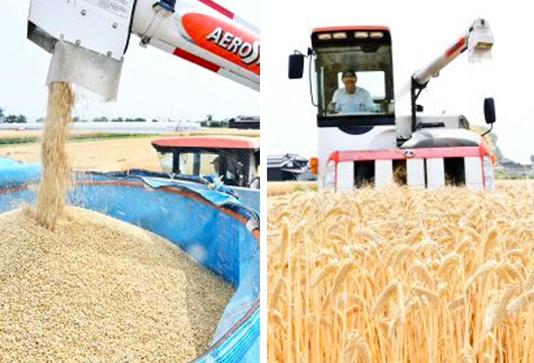 コンバインで行われる大麦「はるか二条」の収穫作業