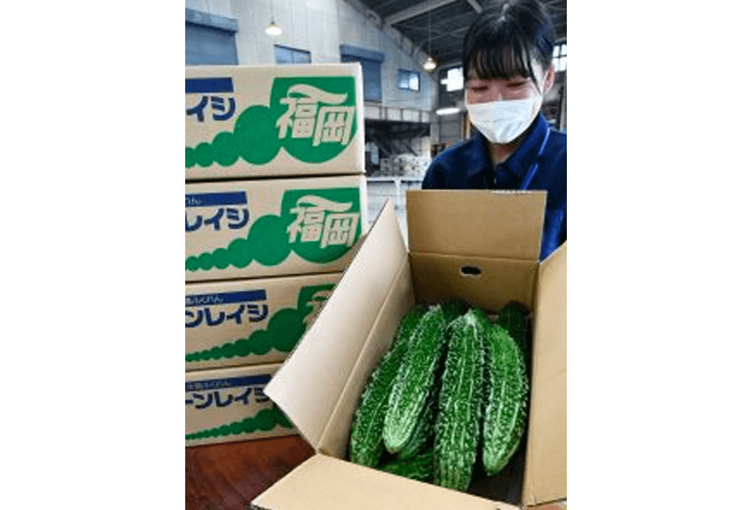 出荷が本格化する夏野菜グリーンレイシ