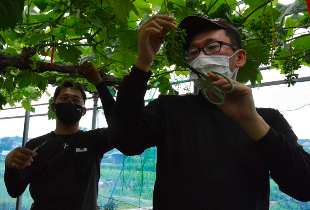 理想のブドウの房づくりを目指し、摘粒作業に励む部員たち