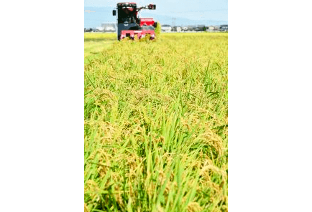 コンバインで続々と収穫される米「夢つくし」