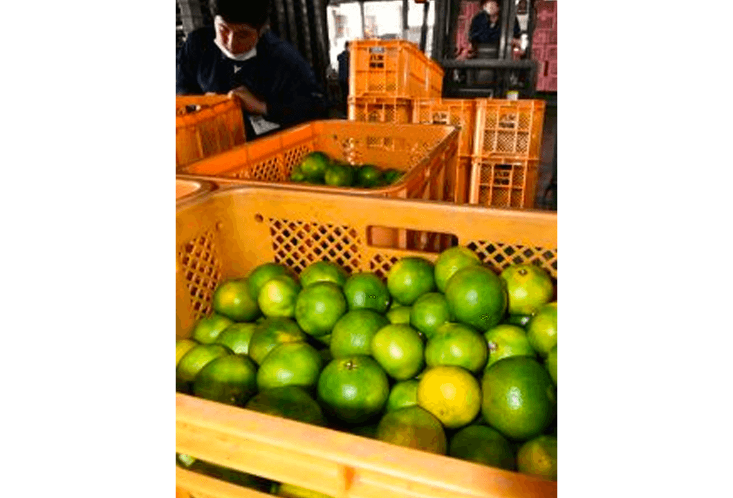 生産者によって持ち込まれ集荷されるミカン