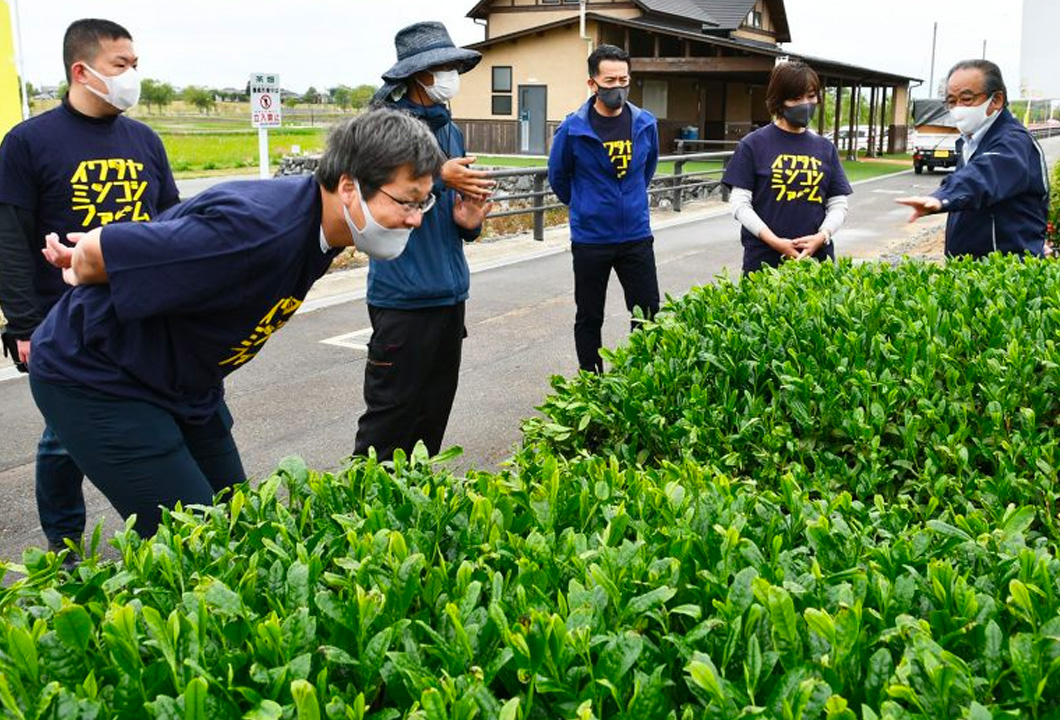 茶園を県学し、生育状況を確認する岩田屋三越の従業員ら