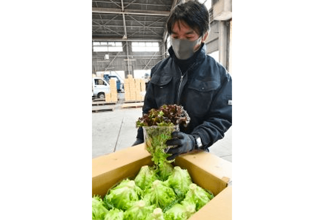 高品質なリーフレタスを持ち込む石井さん