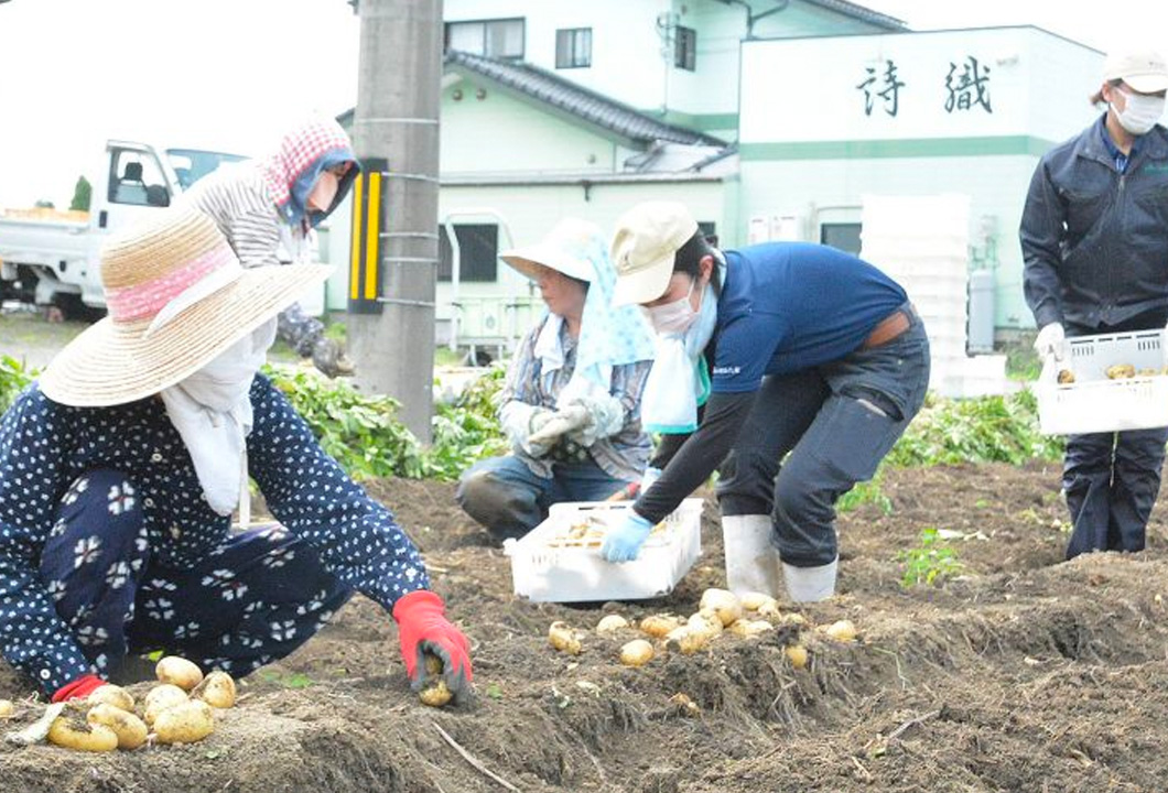 ジャガイモを収穫する参加者