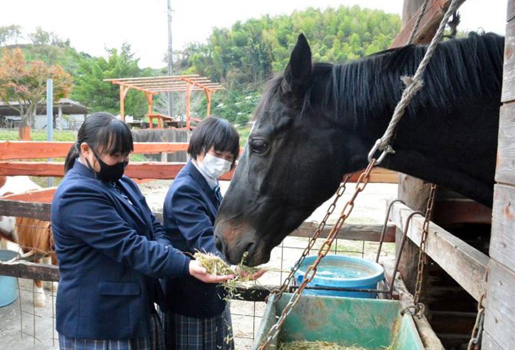 県内公立高校で初めて導入されたサラブレッドに飼葉を与える辻さん㊧と船津さん