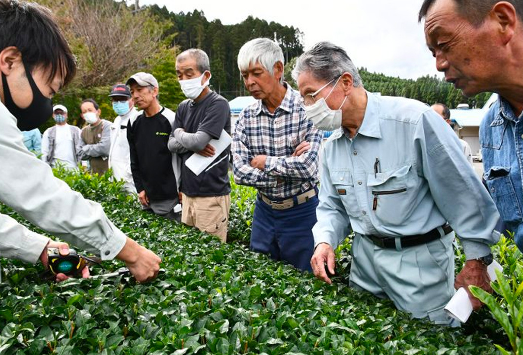 茶園に入り整枝の高さについて確認する参加者