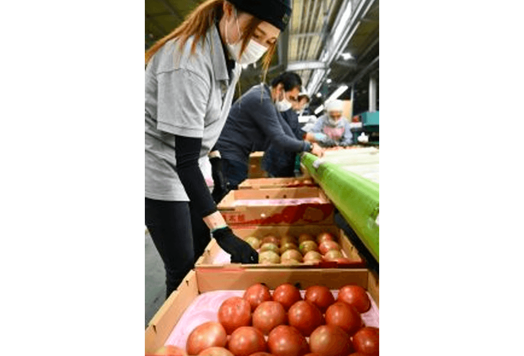 続々と箱詰めされる冬春トマト「桃太郎」