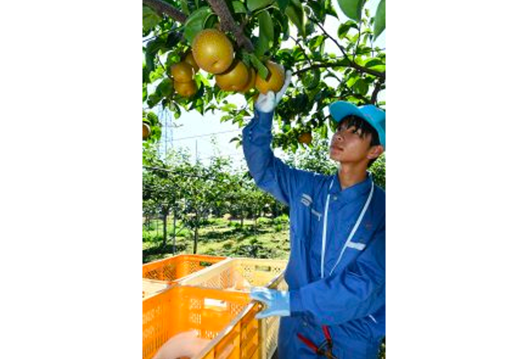 梨の収穫を体験する柏村さん
