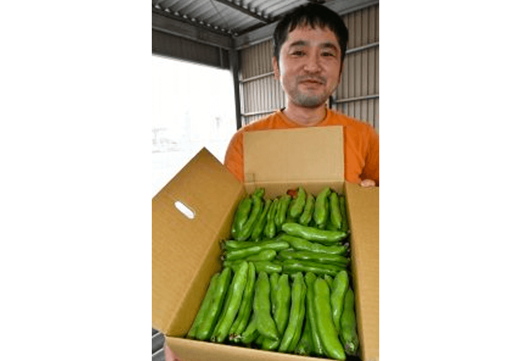 最盛期を迎えたソラマメを出荷する河原さん