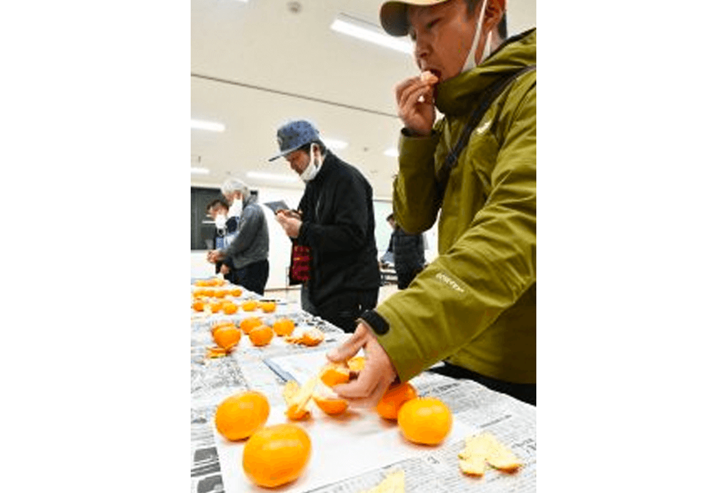 ミカンを試食しながら食味について査定する部員ら