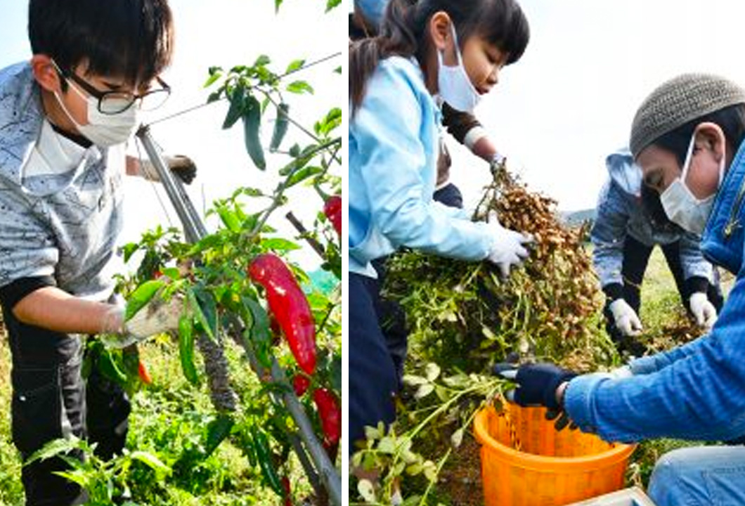 写真右:トウガラシを収穫する児童、写真左:落花生を収穫する児童