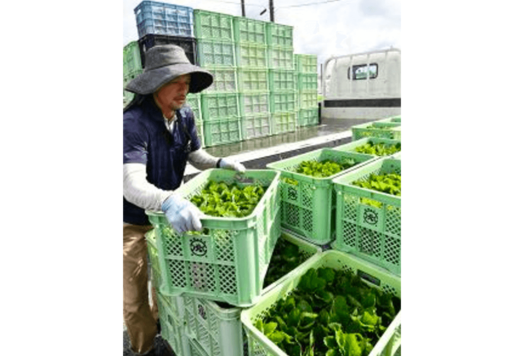 生産者によって持ち込まれるイチゴ苗