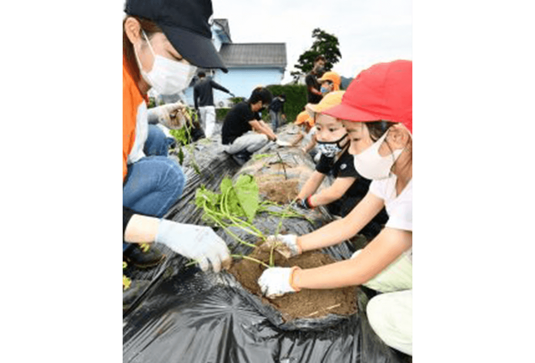 4Hクラブ員の指導の下イモ植えを楽しむ園児たち