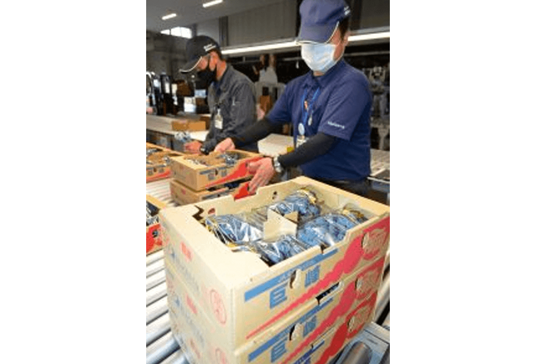 初出荷される希少性の高い「2度切りブドウ」