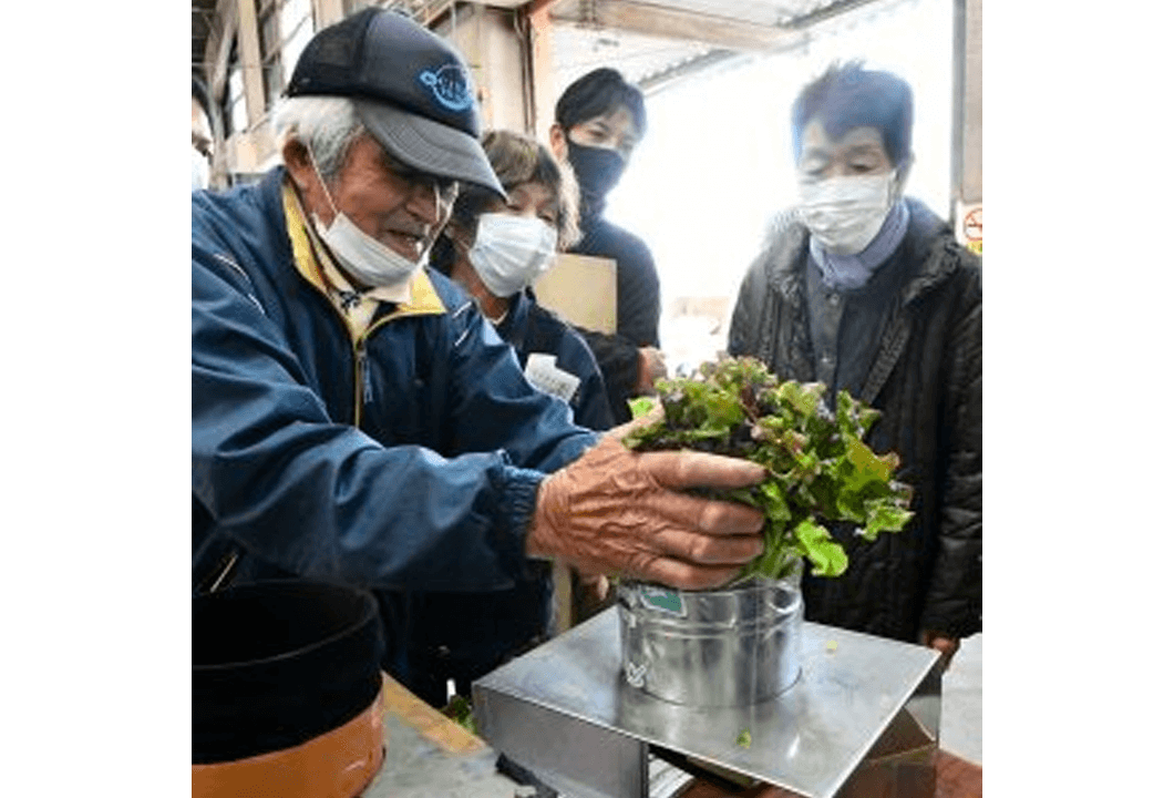 レタスの包装方法について実践しながら確認する参加者