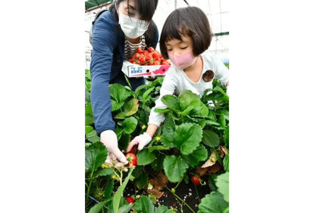 親子でイチゴを収穫する参加者