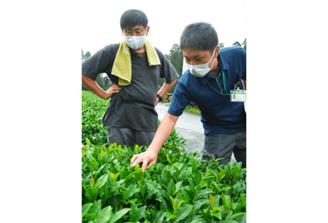 手で触れながら茶園を確認する参加者