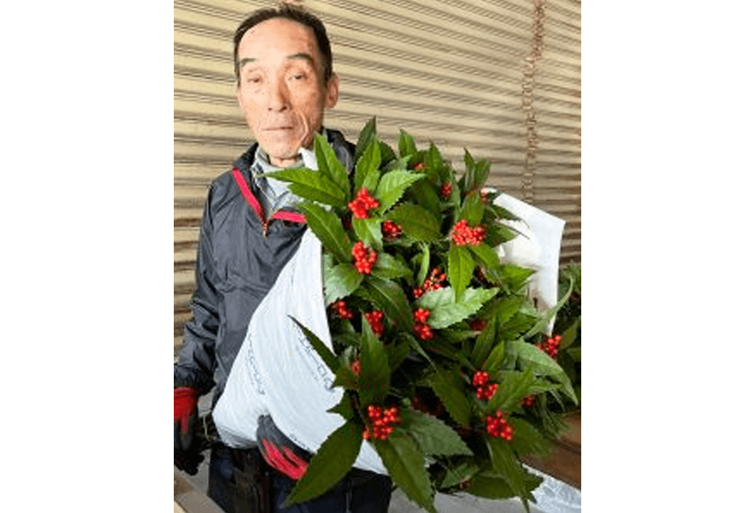 赤い実と深緑の葉が美しい千両を手にする田中さん