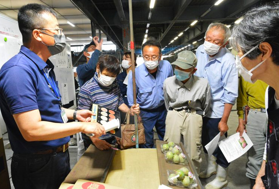 ソルダムの出荷規格について入念に確認する参加者