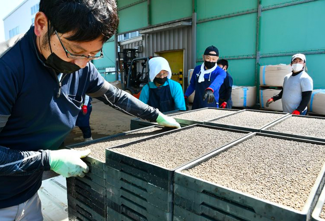 播種した苗箱を軽トラックに積み込む作業員ら